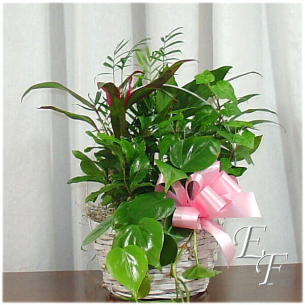 Basic Basket Planter EF 052