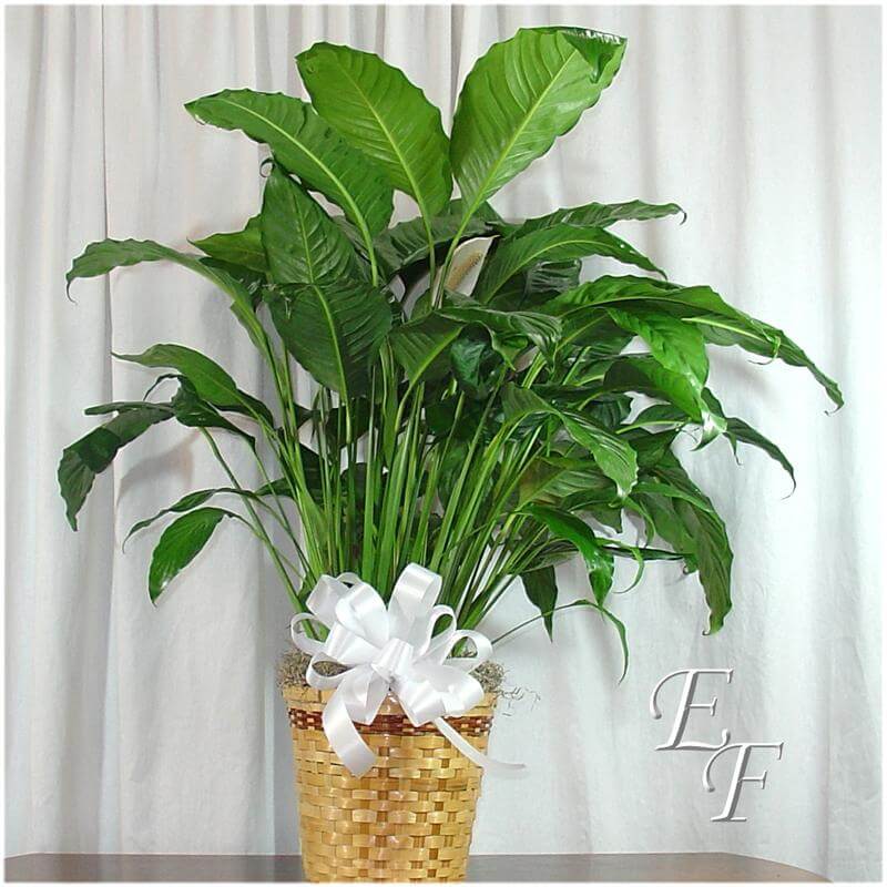 Potted Peace Lily EF 060