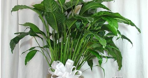 Potted Peace Lilly plant