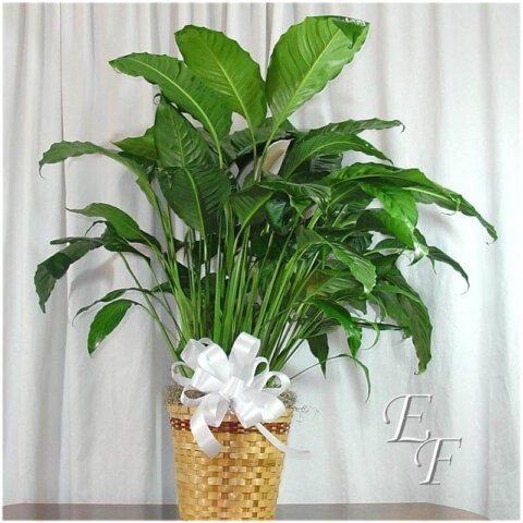 Potted Peace Lilly plant