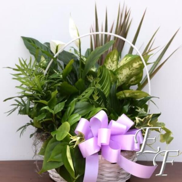 Premium Basket Garden EF 054