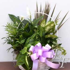 Basket planter with a gift bow