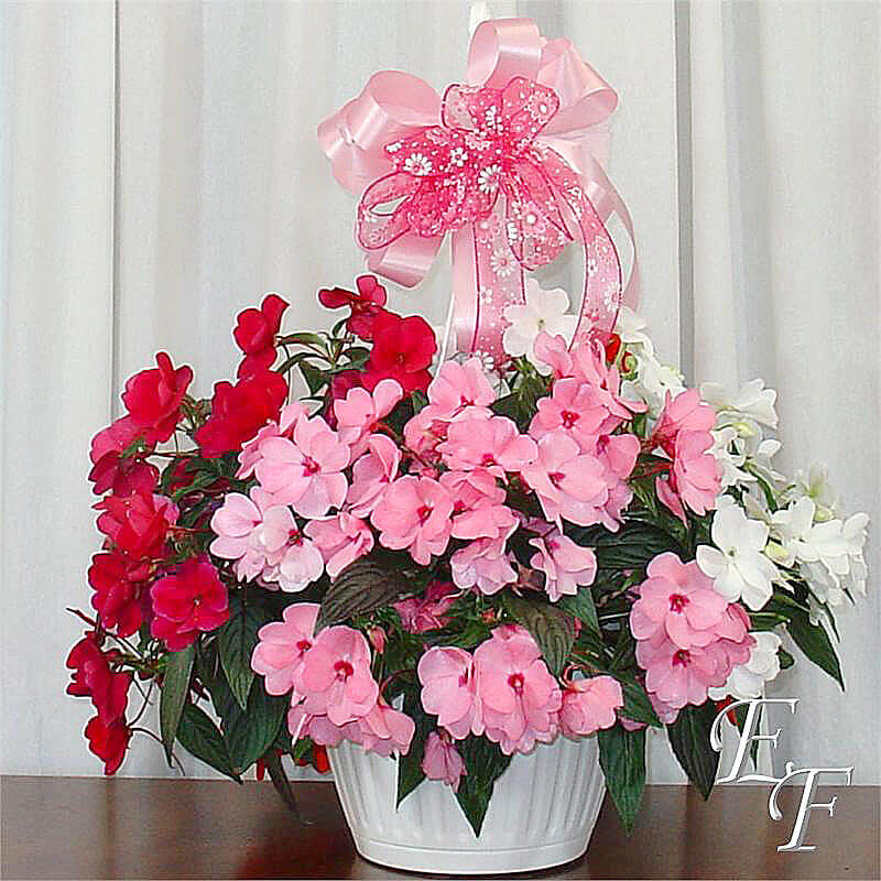 New Guinea Impatiens Hanging Basket GH-100