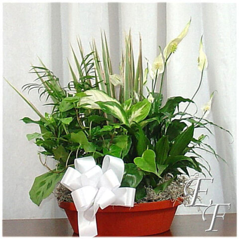 Peace Lily Garden in a planter with a white bow