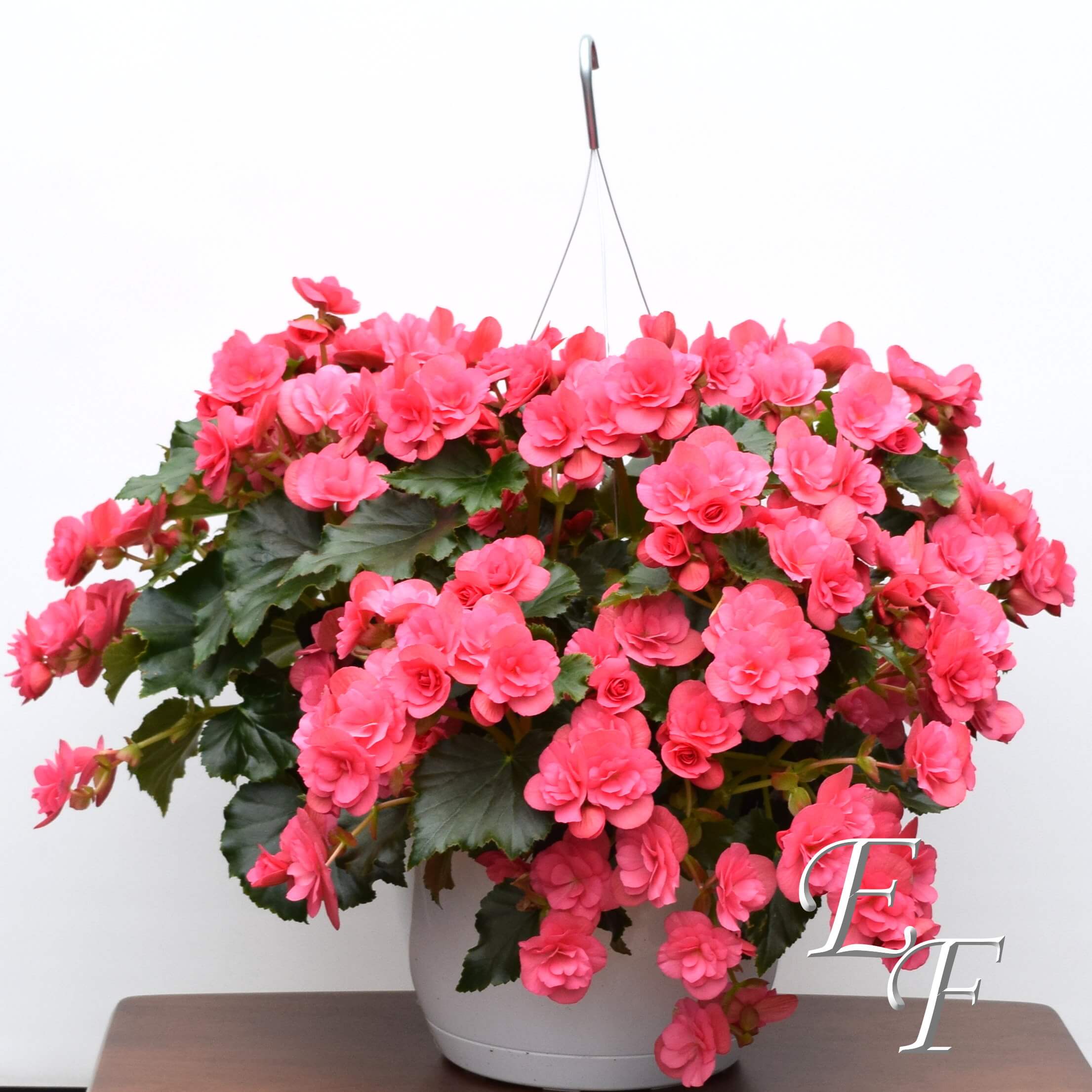 Hanging Begonia Basket GH-102