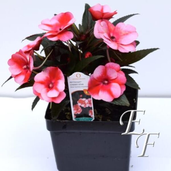 4.5" New Guinea Impatiens Two Tone Pink GH-124-2TP