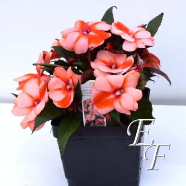 4.5" New Guinea Impatiens Peach/Salmon GH-124-P