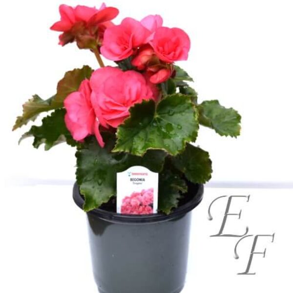 4.5" Begonia Pots GH-103-P