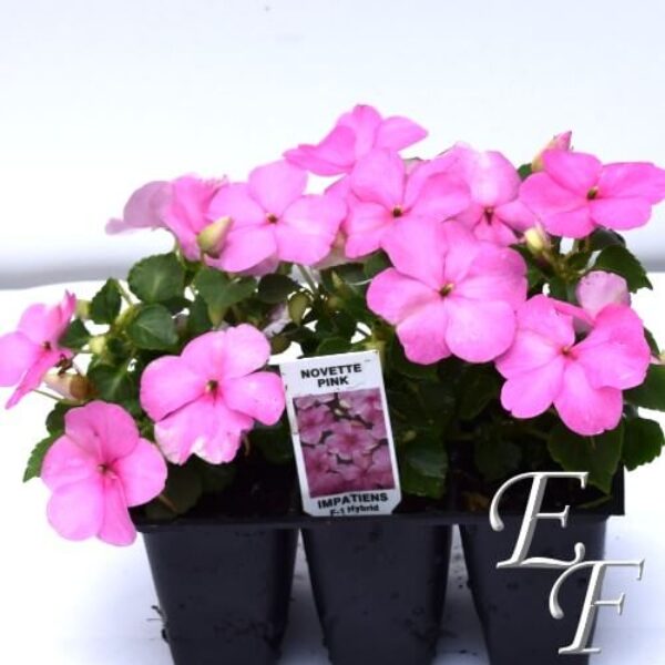 3 Pack Shade Impatiens Pink GH-109J-P