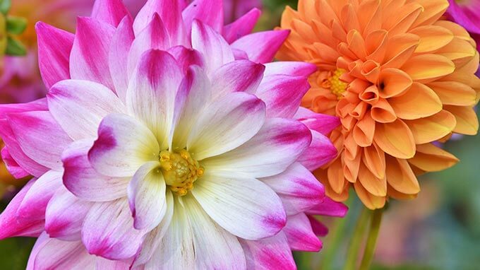 images of beautiful fall flowers