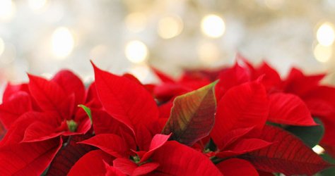 poinsettia-red-with-white-background