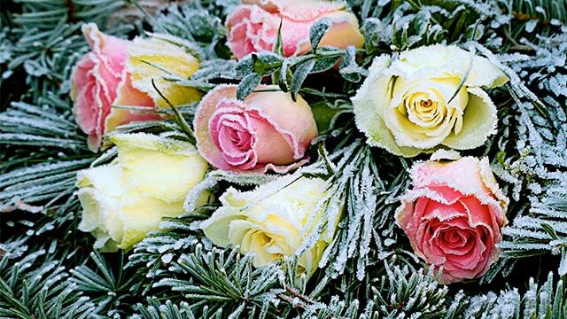 Roses in an arrangement with pine boughs and frost