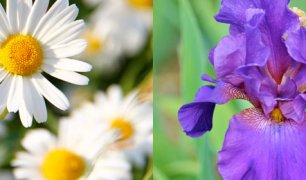 Meanings of daisy and iris flowers