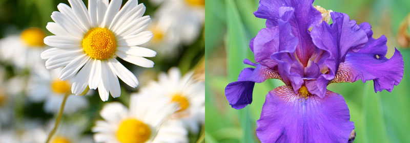 Meanings of daisy and iris flowers