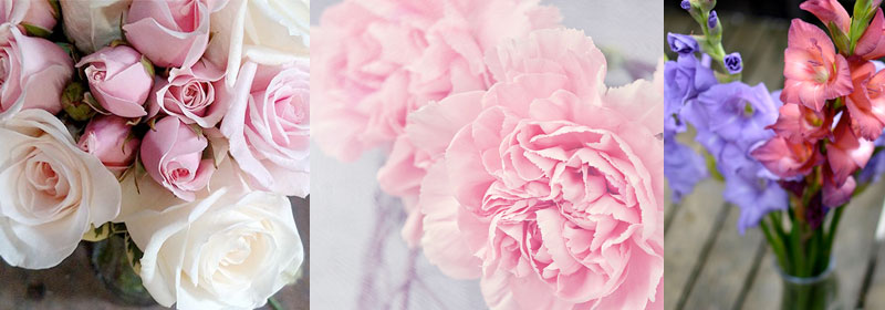 Meanings of roses, Carnations and Gladiolas flowers.