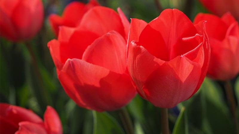 A group of red tulips growing in a garden