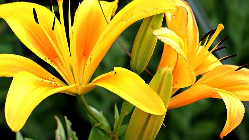 Orange Lily Bloom