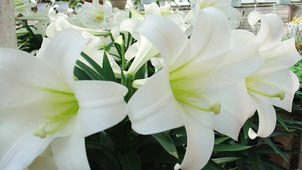 White lilies in Essex Greenhouses