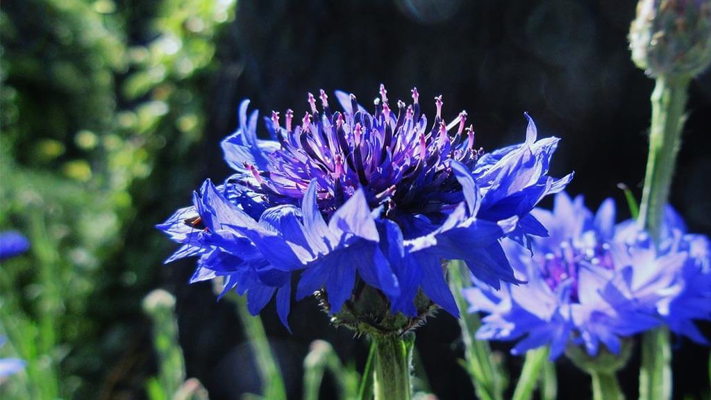 Photograph of blue bachelor button flowers