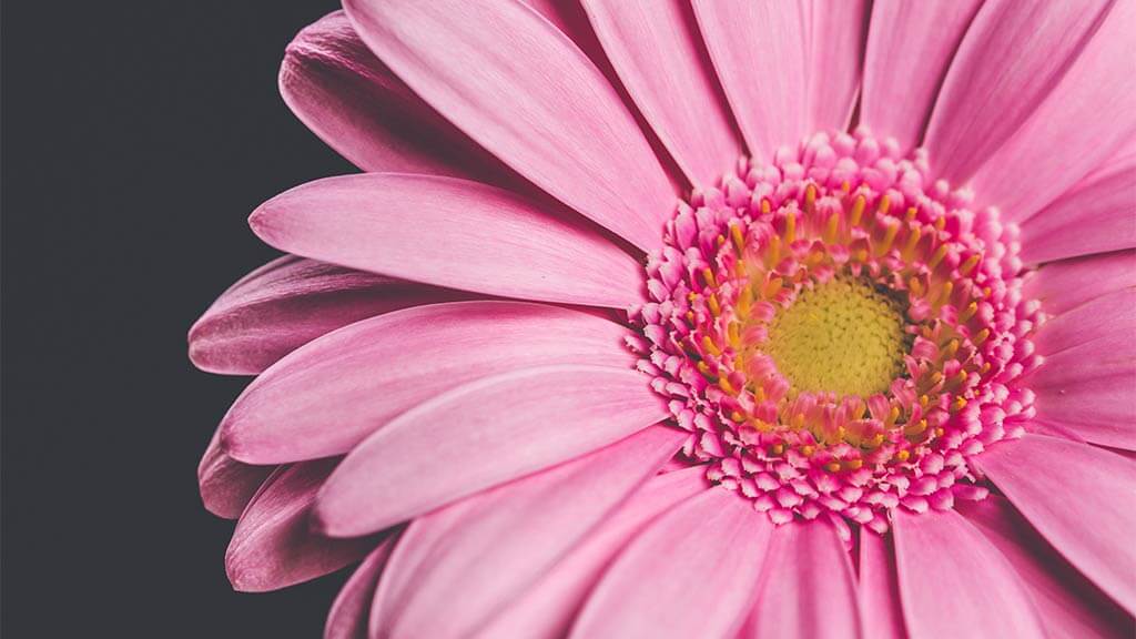 Closeup photograph of a pink gerbia flower
