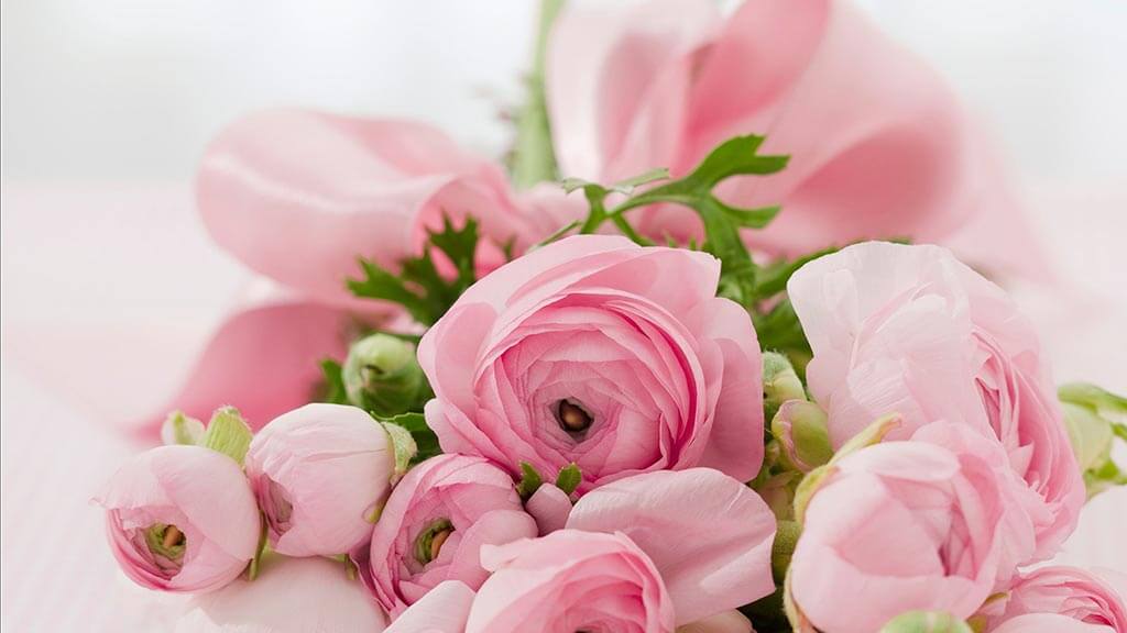 Photograph of a bouquet of pink roses
