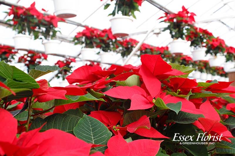 Poinsettia flowers growing in a greenhouse