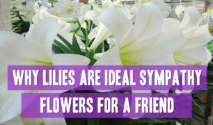 Why-Lilies-Are-Ideal-Sympathy-Flowers-For-A-Friend