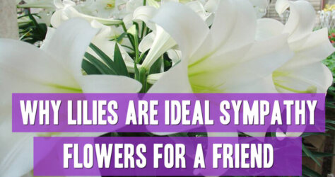 Why-Lilies-Are-Ideal-Sympathy-Flowers-For-A-Friend