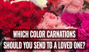 Which-Color-Carnations-Should-You-Send-to-a-Loved-One