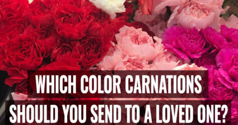 Which-Color-Carnations-Should-You-Send-to-a-Loved-One