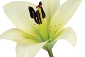 Asiatic lily Jpeg Asiatic lily Jpeg
