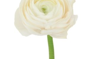 wt ranunculus jpeg wt ranunculus jpeg
