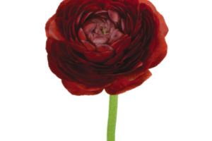 Burgundy Ranuculus