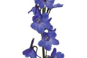 Delph dk blue jpeg