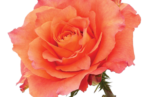 Free Spirit Rose