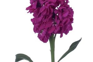 Fuschia jpeg Fuschia jpeg