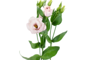Pink Lizianthus Pink Lizianthus