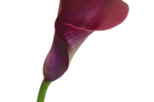 Red Calla Lily