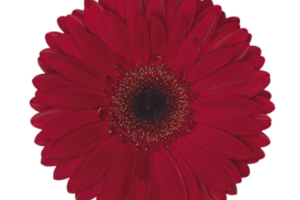 Red Gerbera