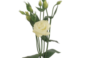 White Lizianthus White Lizianthus