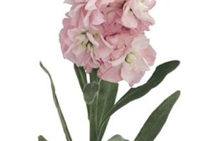 lt pink stock jpeg lt pink stock jpeg