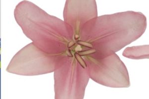 pk lilies jpeg pk lilies jpeg